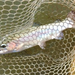 ナイスサイズ連発！ 大安トラウトレイク